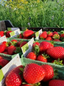 Verse aardbeien biologisch